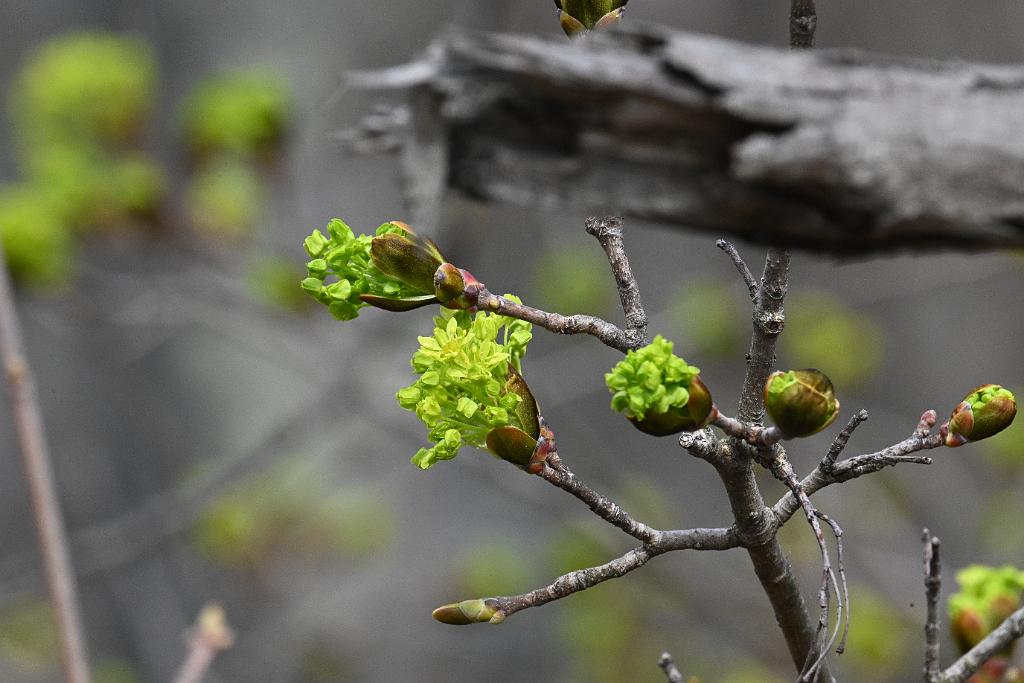 2025-04196358 Westborough WMA, MA.JPG - Norway Maple. Westborough Wildlife Management Area, MA, 4-19-2025